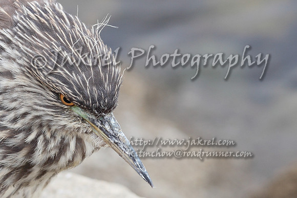 adolescent black crowned night heron