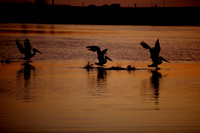 Carlsbad Photography, Wildlife and other Critters