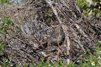 Carlsbad Photography, Wildlife and other Critters