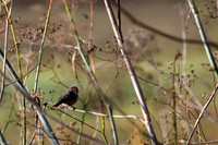 Carlsbad Photography, Wildlife and other Critters