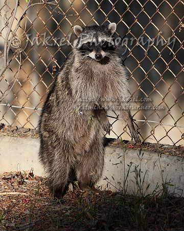 Recital Raccoon