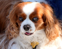 Carlsbad Photography, Wildlife and other Critters