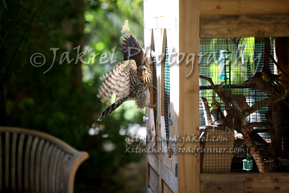 Cooper's hawk