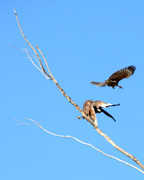 Carlsbad Photography, Wildlife and other Critters