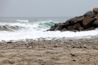Carlsbad Photography, Wildlife and other Critters