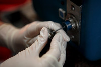 White Sea Bass being hand tagged like more than a million before it.