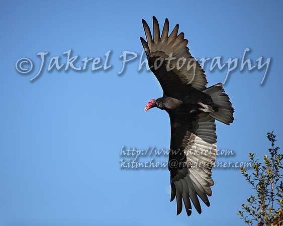 turkey vulture